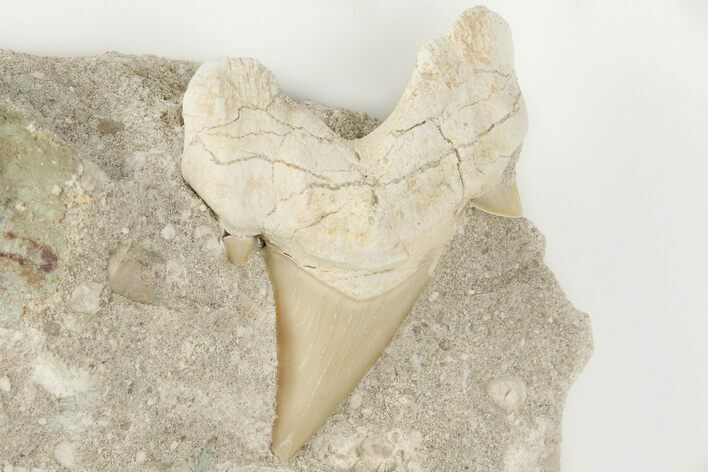 Otodus Shark Tooth Fossil in Rock - Eocene #201168